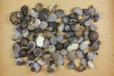 Lot: to Natural Chalcedony Nodules - Pieces #137988-1